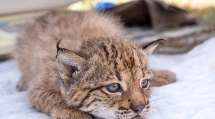 Chequeo de la primera camada de lince ibérico nacida en el Centro de Cría del Acebuche en 2019